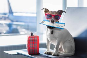 Read more about the article Top Tips for Traveling With Your Dog