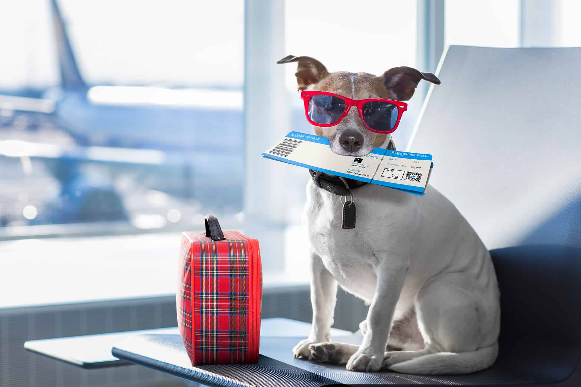 You are currently viewing Top Tips for Traveling With Your Dog