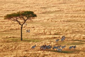 Read more about the article 10 Things to Know About Serengeti National Park
