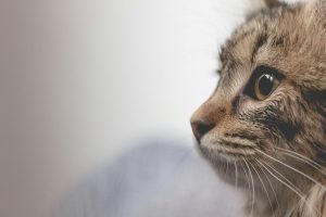 Read more about the article Seattle’s Gentle Giants: All About Maine Coon Kittens in the Emerald City