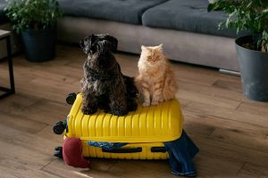 Read more about the article How to Find Pet-Friendly Accommodation