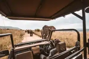 Read more about the article How Much Does a Uganda Safari Cost?