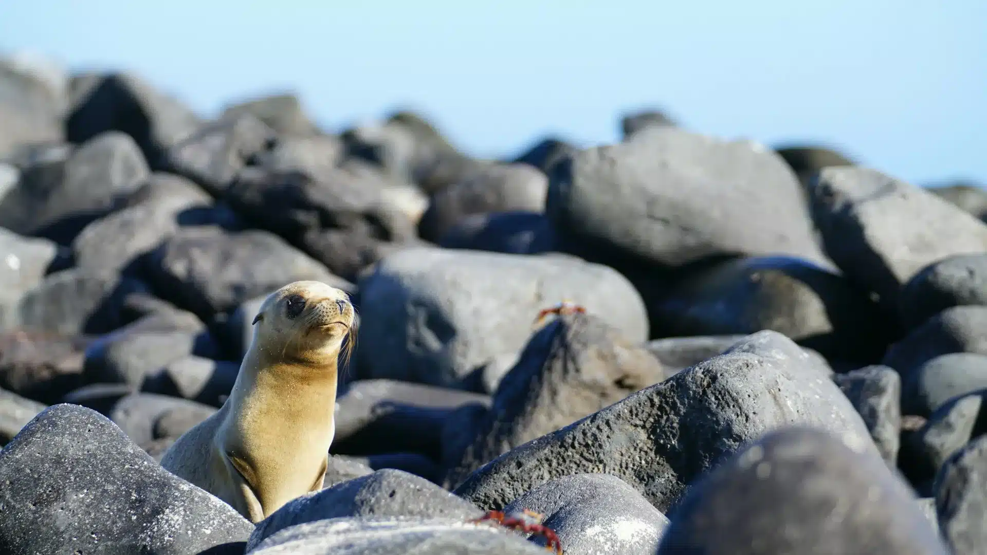 You are currently viewing Embark on a Thrilling Adventure: Your Ultimate Guide to a Galapagos Trip