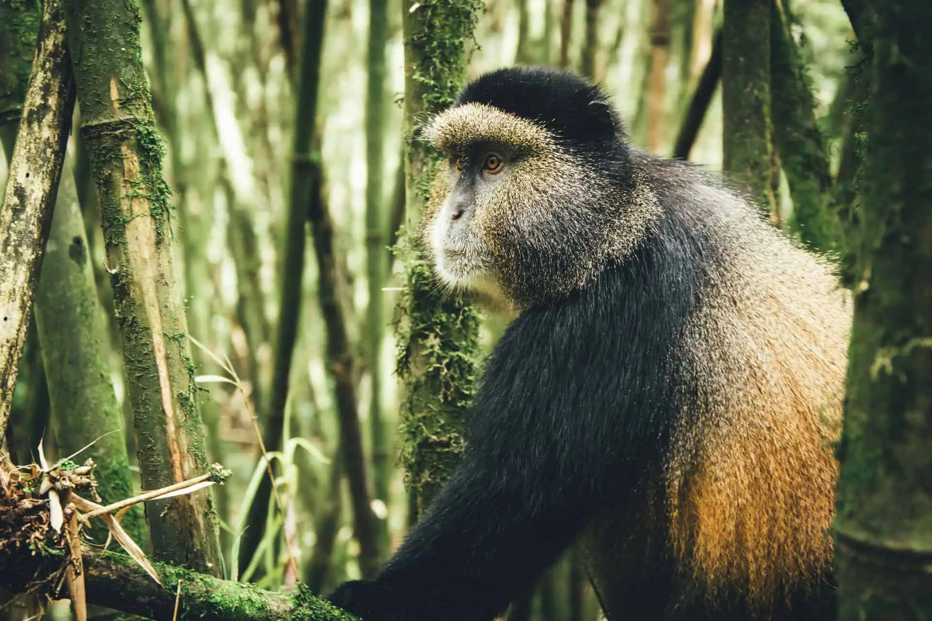 You are currently viewing Golden Monkey and Chimpanzee Trekking in Uganda