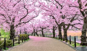 Read more about the article The Perfect 7-Day Japan Itinerary (Updated 2024)