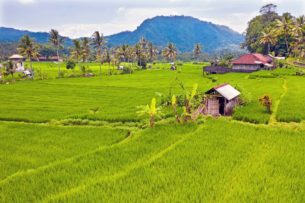 You are currently viewing 1 Day Ubud Itinerary: Unveiling Bali’s Hidden Gems with Thrilling Adventures