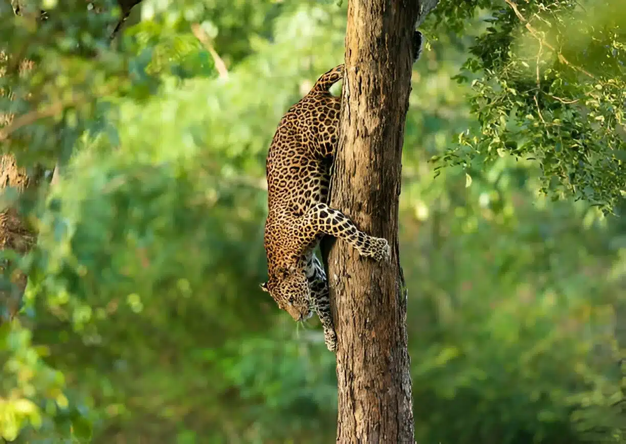 You are currently viewing How to See Leopards in Sri Lanka in the Wild