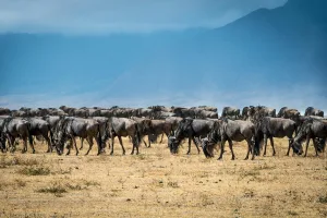 Read more about the article Wildebeest Migration in East Africa, What You Need To Know