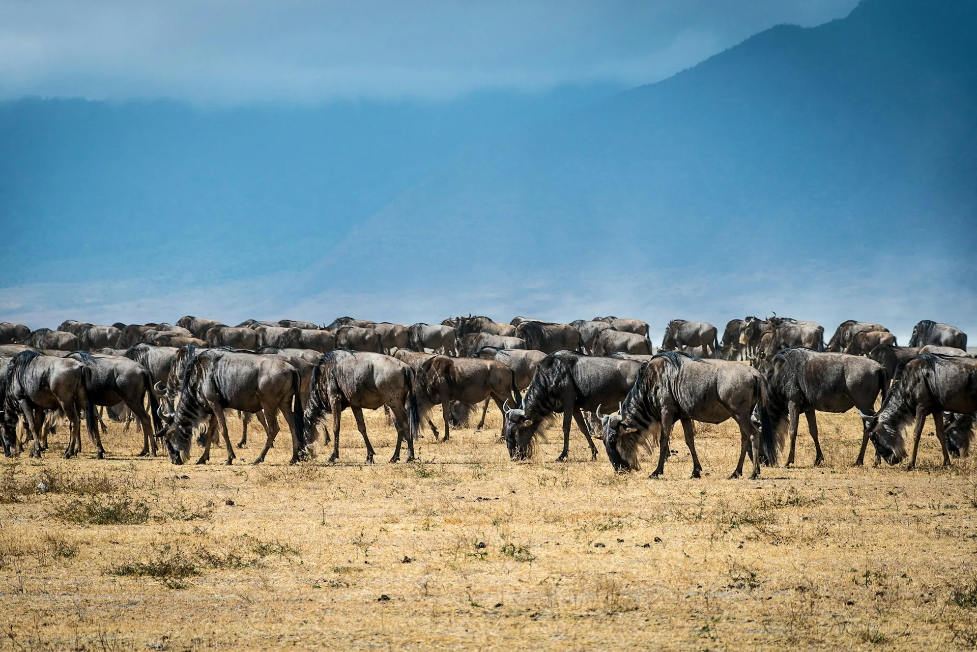 Read more about the article Wildebeest Migration in East Africa, What You Need To Know